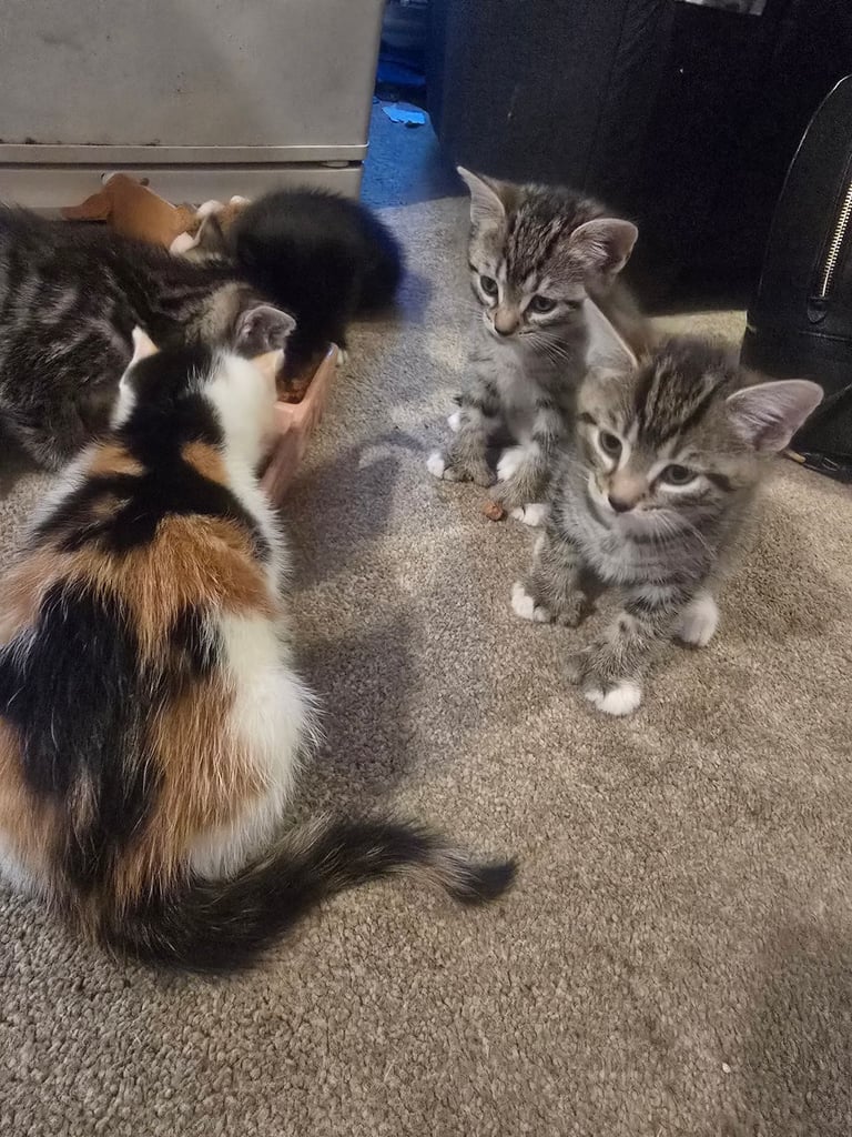Kittens 