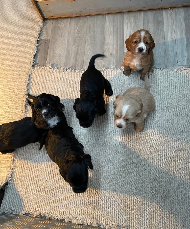 🐾 Gorgeous Cocker Spaniel Puppies  🐾