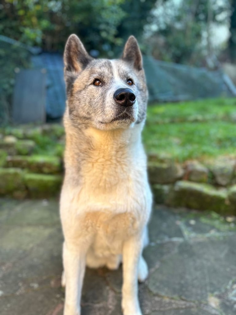 8 year old Akita