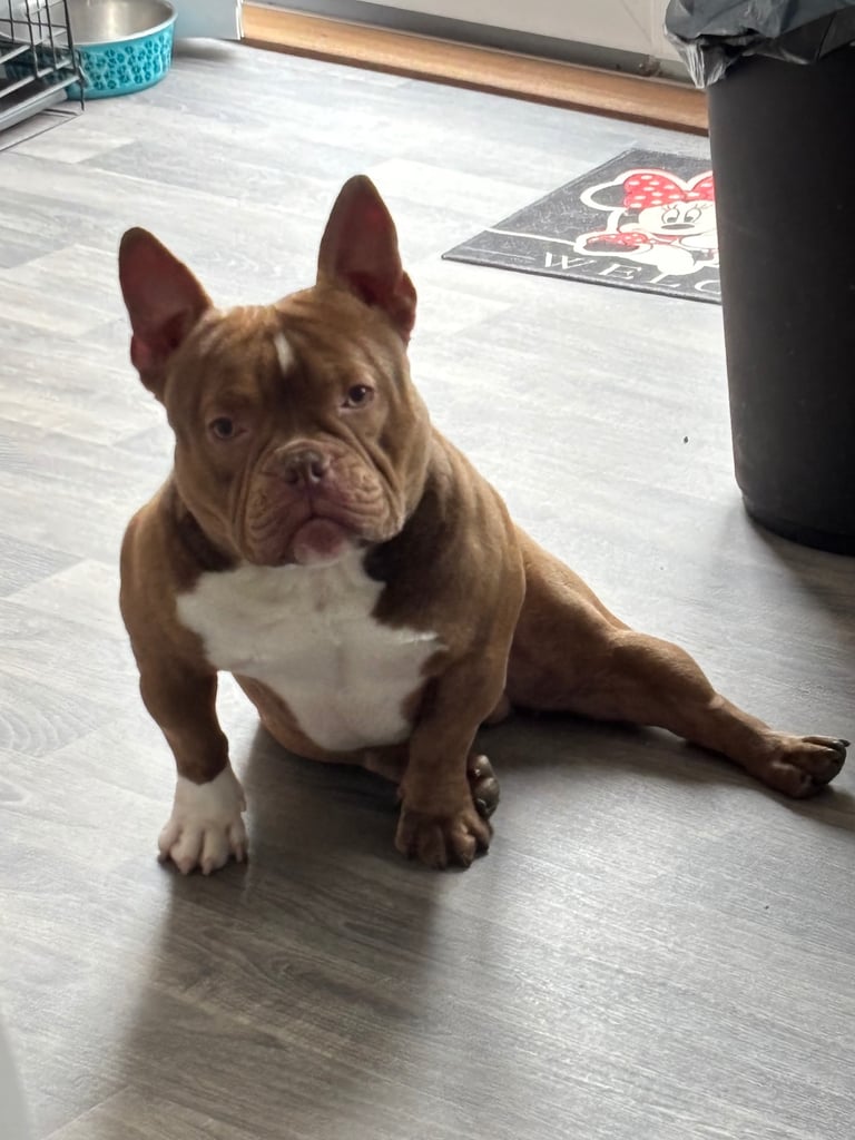 Micro Bully Rehome 