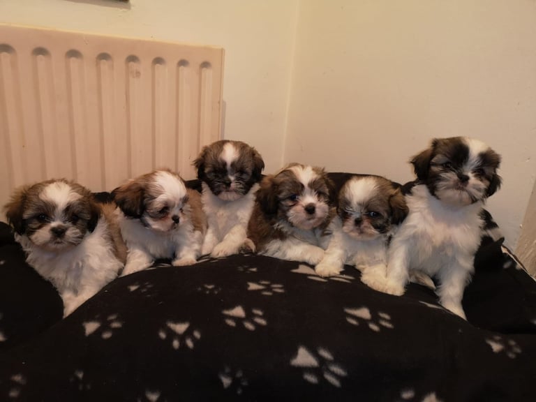 Shih tzu for sale in in Northern Ireland Pets Gumtree