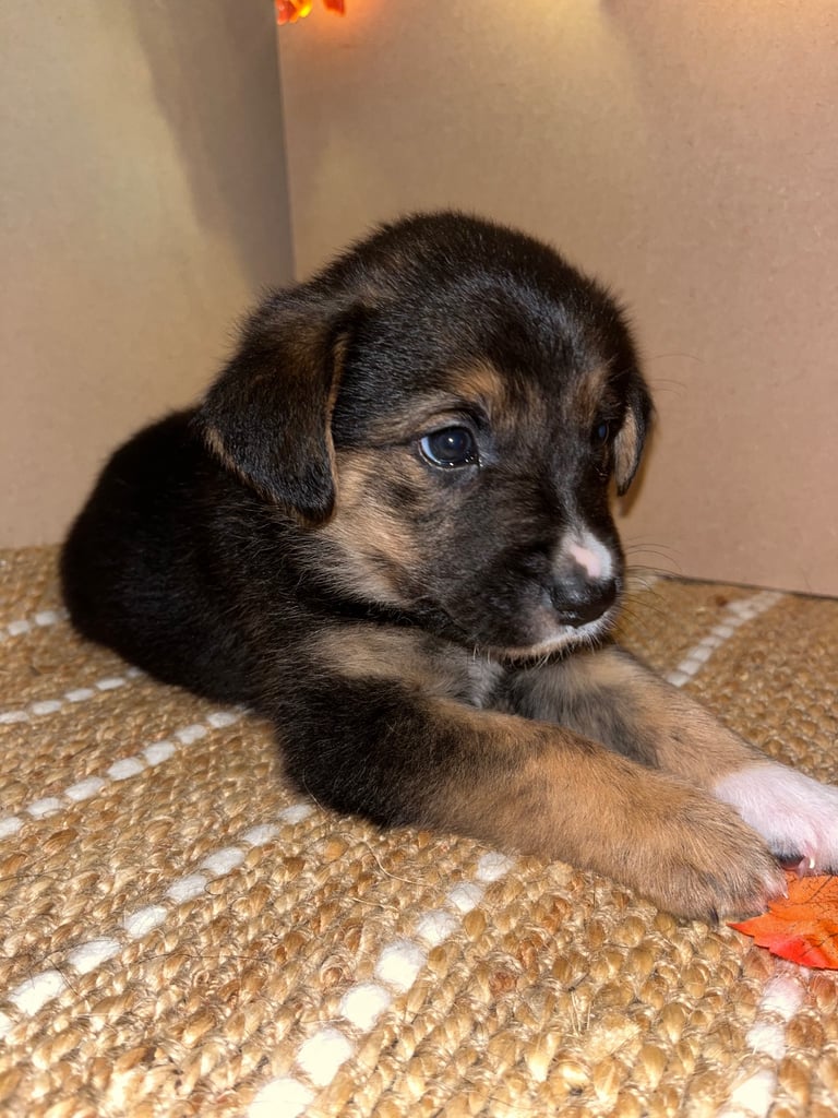 Labradors x Puppies for sale