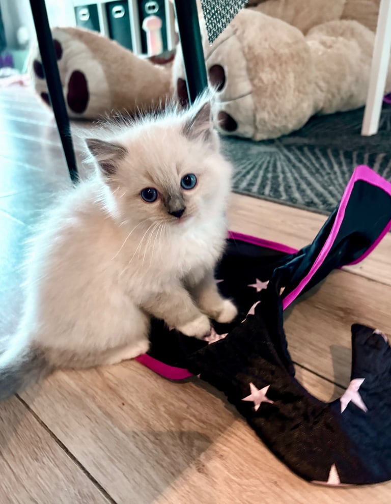 Ragdoll boy kitten 