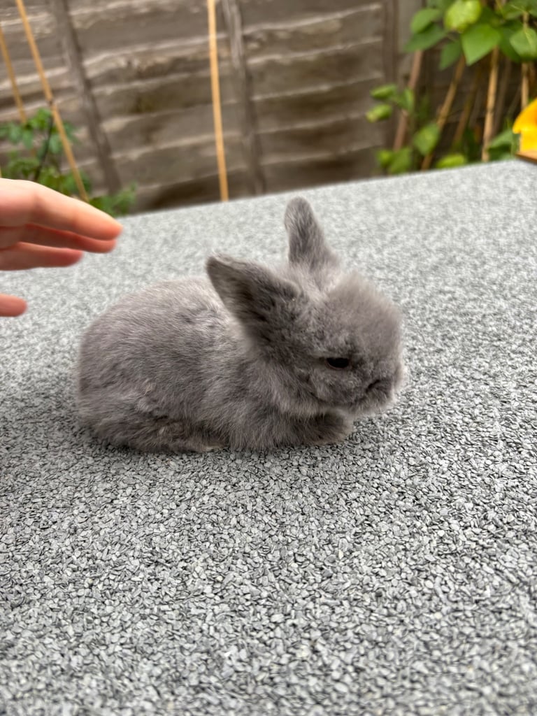image for Grey lion head rabbits 