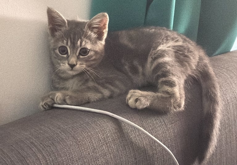 Kitten seeking forever home