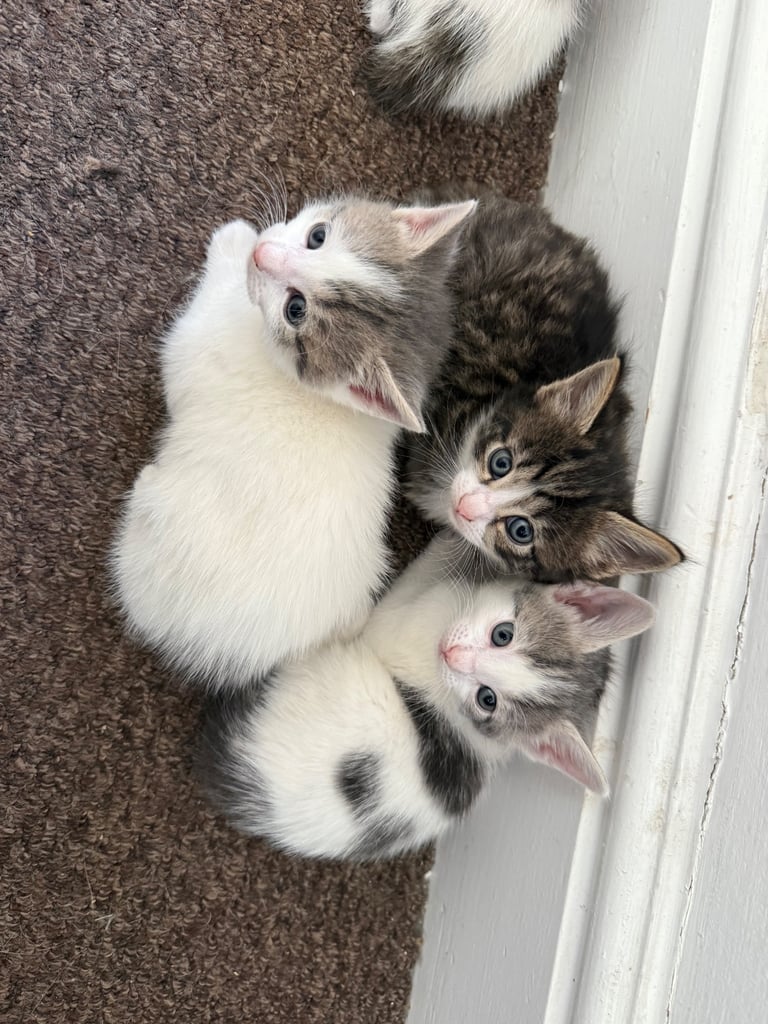 Only 2 left! Cuddly little kittens looking for rehoming 