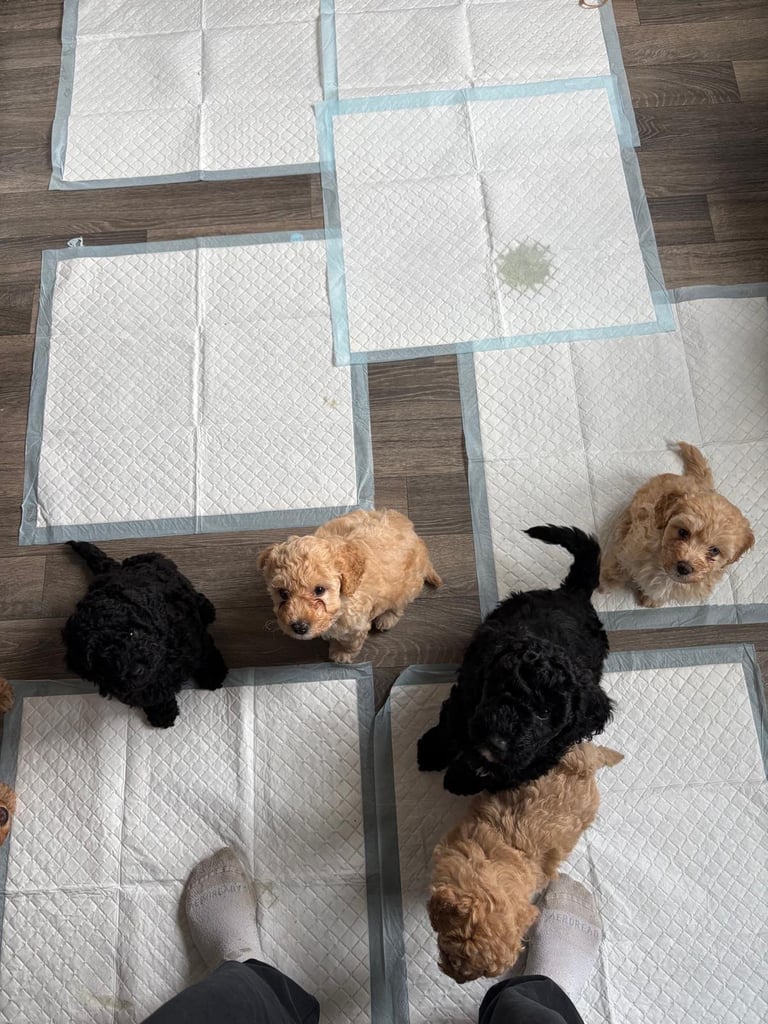 Cockapoo puppies only 1 boy left! 