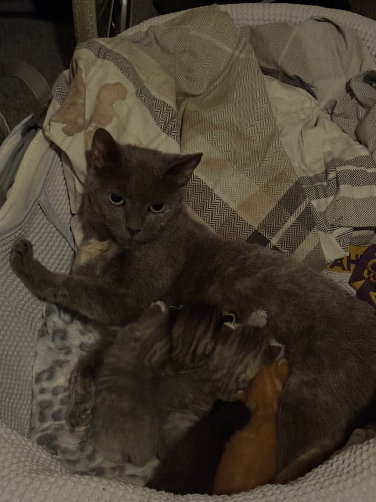 image for 4 beautiful kittens for sale