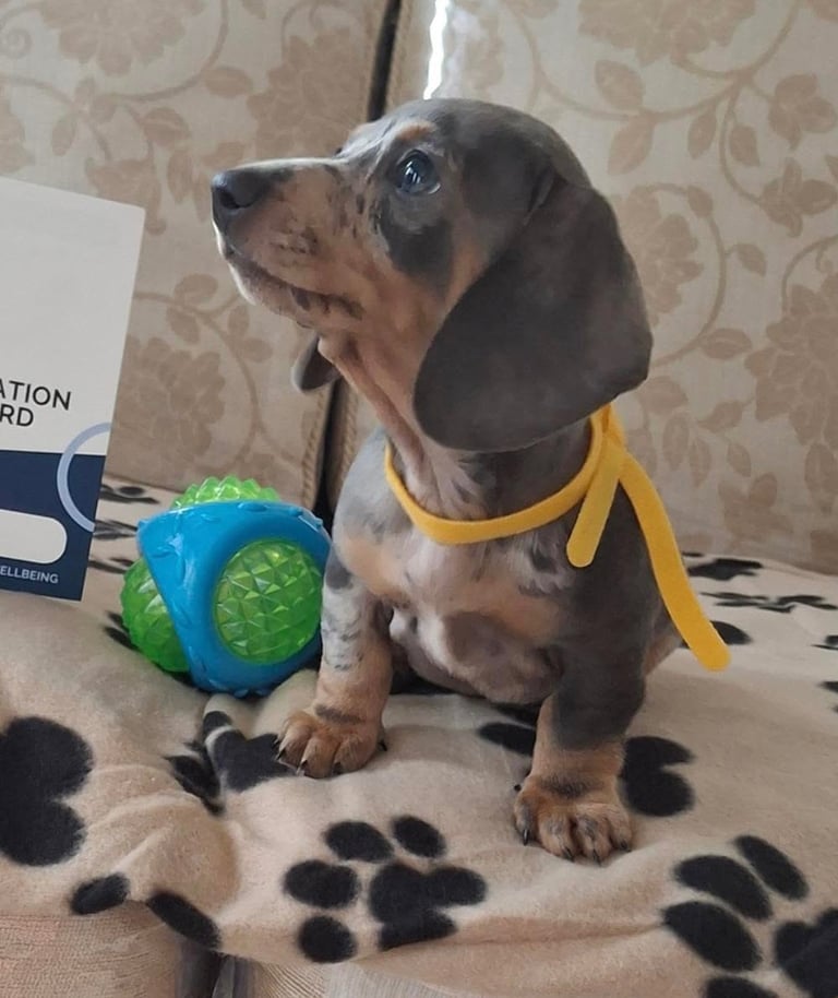 Miniature dachshund puppies (READY NOW)