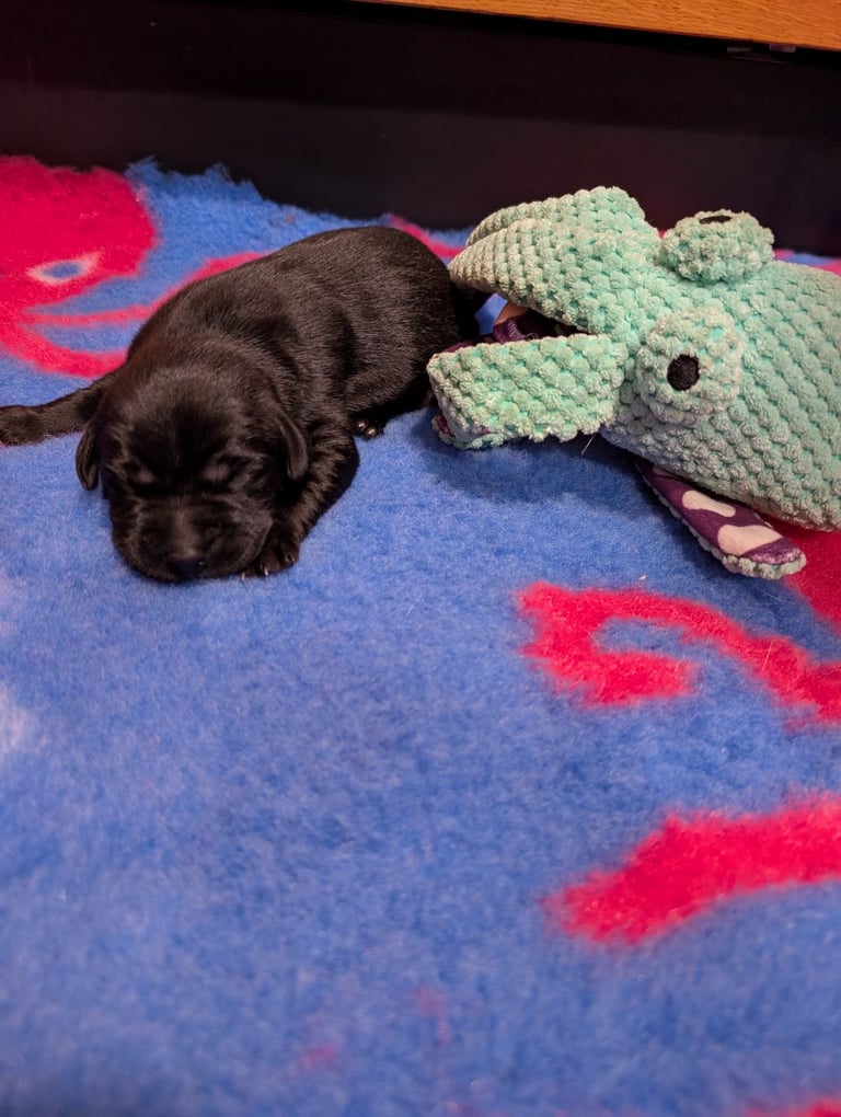 Chunky KC reg Labrador pups,health tested 