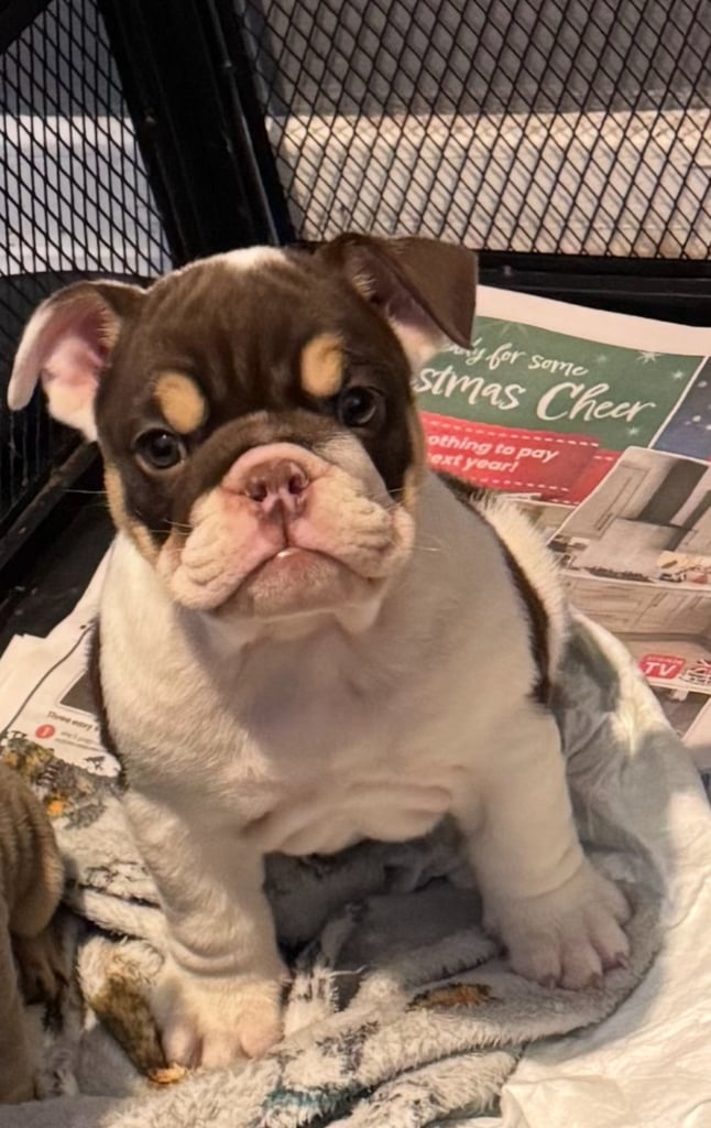 English bulldog puppy 1 little girl left 
