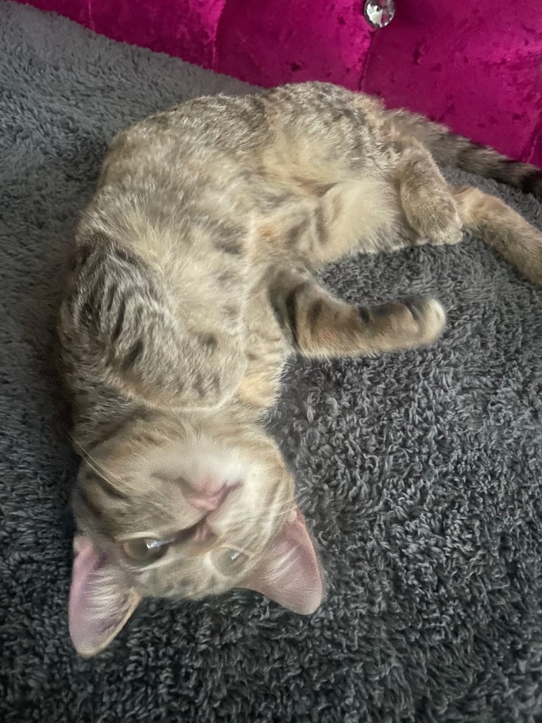 Tuxedo and tabby kitten