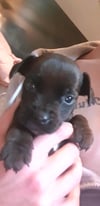 Patterdale Terrier puppy's for sale 