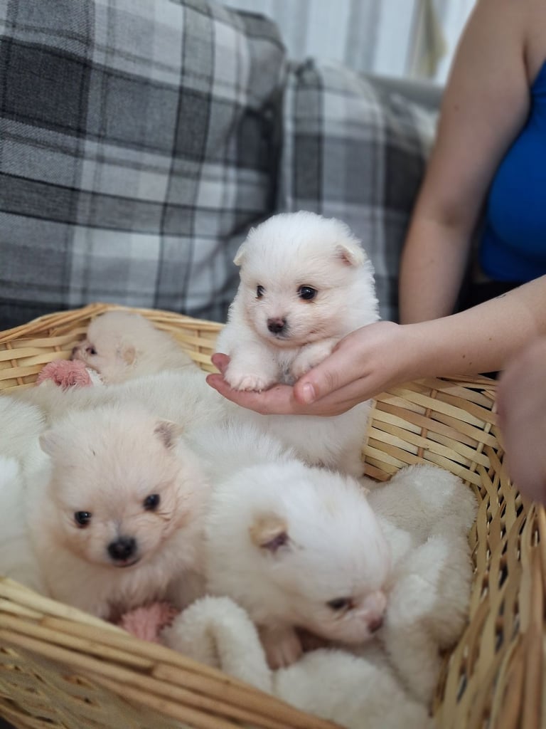 Beautiful pomeranian Teddy bear pomeranian puppies 