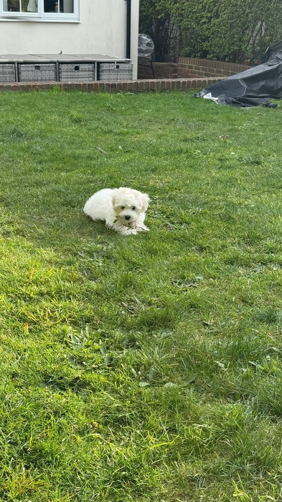 Maltese puppy
