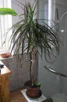 4 House Plants £10 Lot Inc Dragon Tree,Jade Money Plant, Aloe Vera , etc Weymouth