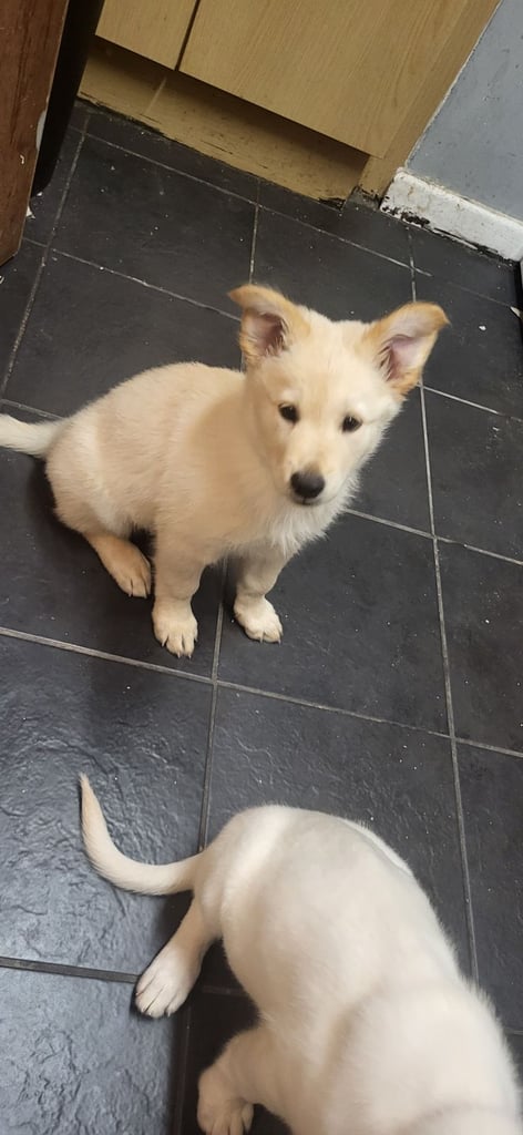 German shepherd 