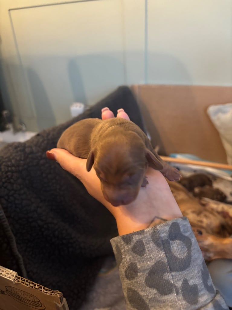 Miniature brown dachshund boy  