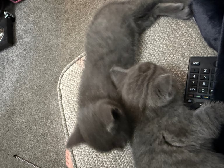 Ragdoll x British shorthair mix kitten 