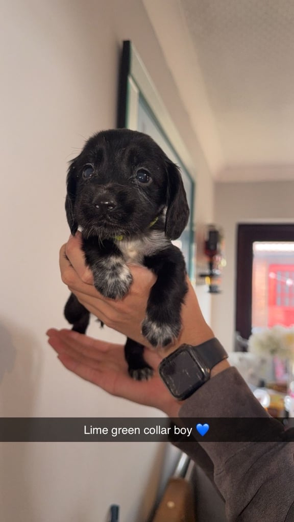 Cocker spaniel puppies 