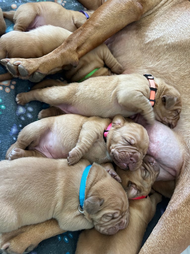 FULL KC PEDIGREE DOGUE DE BORDEAUX💗💙 