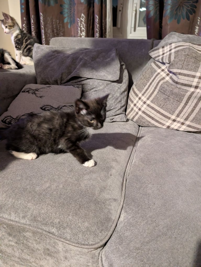 Domestic shorthair kittens