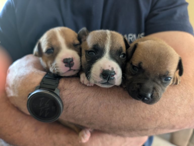 Stunning litter of Staffordshire bull terrier puppies 