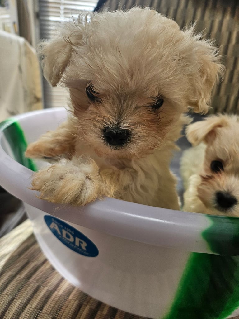 image for Bichon Maltese minytoy with pedigree