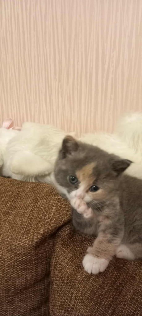 Kitten