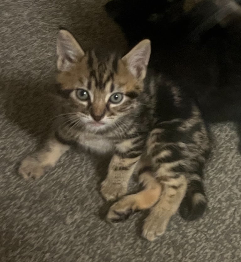 🐾 Gorgeous Male Kittens Looking for Loving Homes 🐾