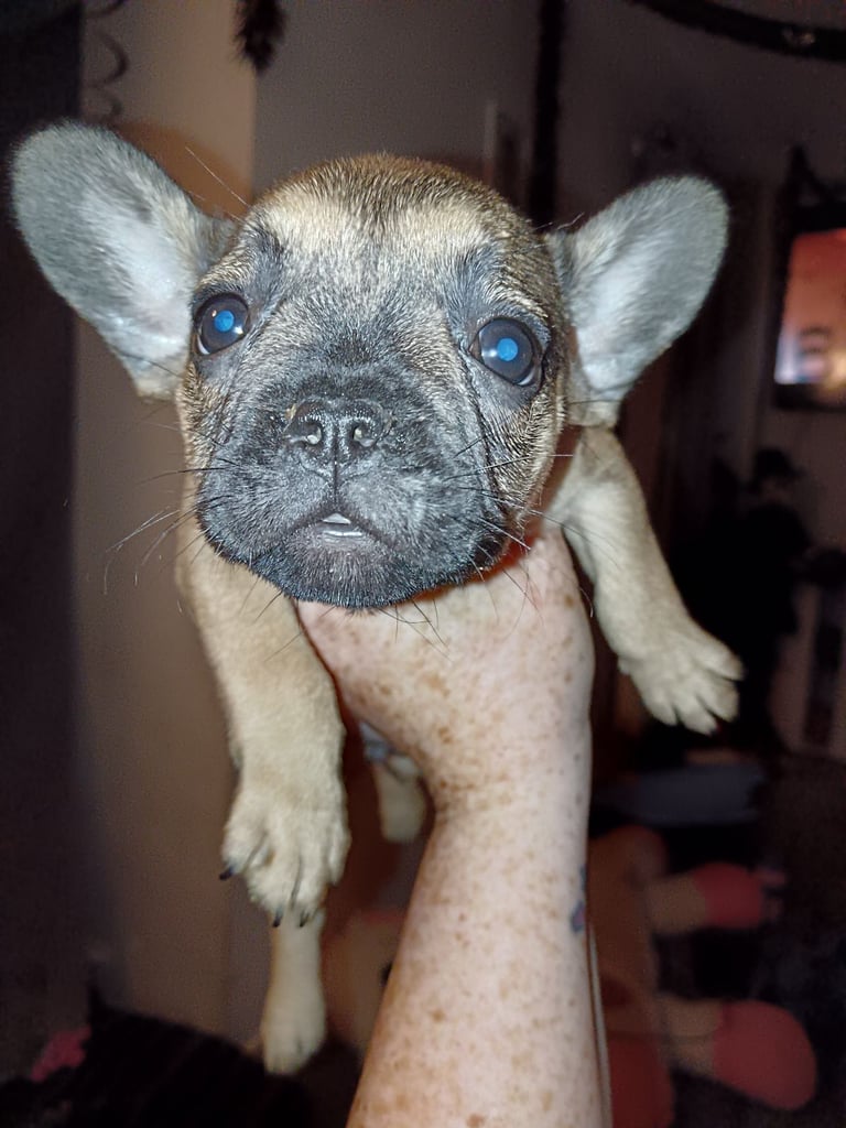 French bulldog only girl  left urgent 