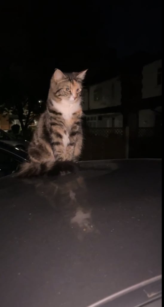 Cats looking for their forever homes