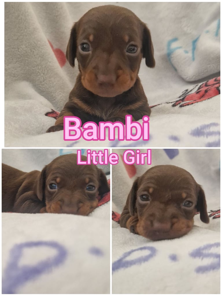 Miniature dachshunds 