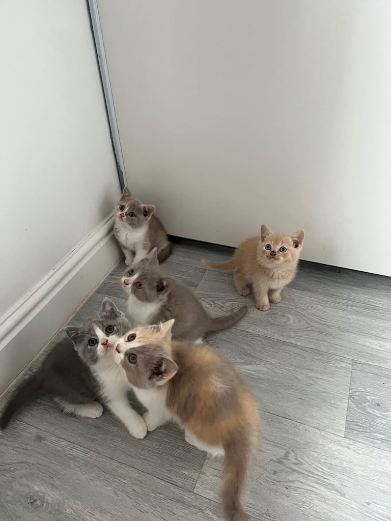 British Shorthair LAST GIRL 