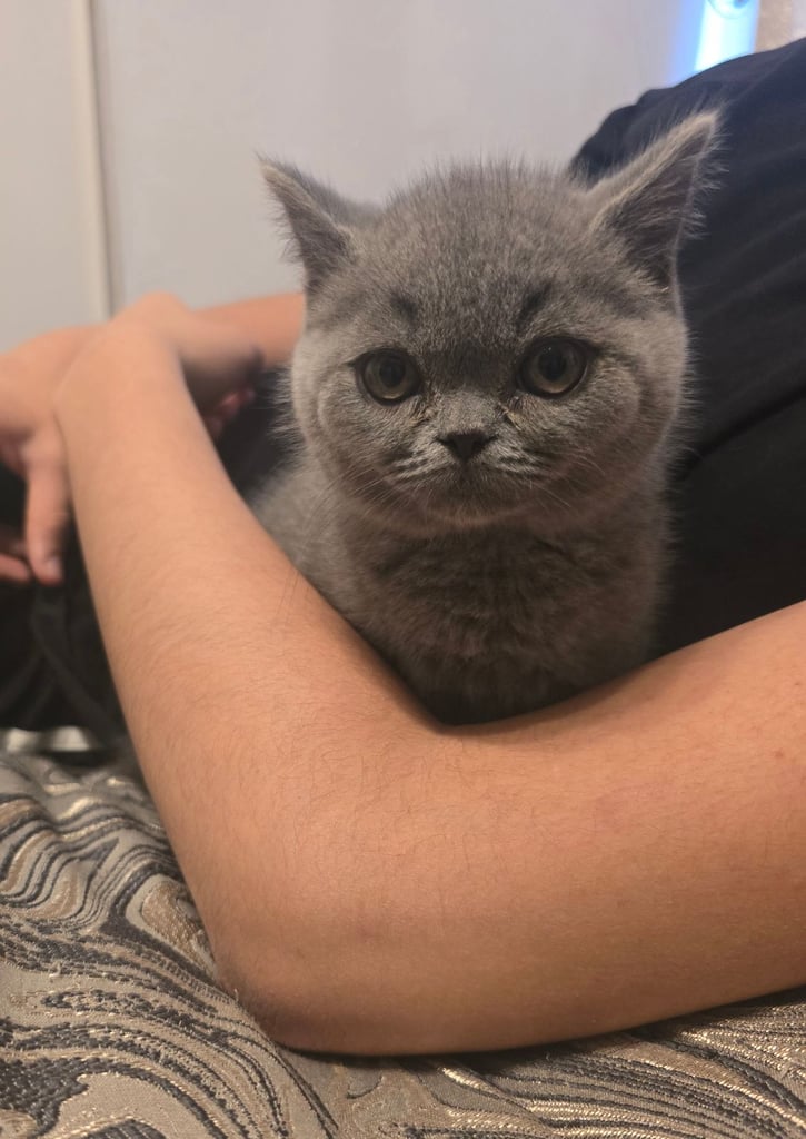 Gorgeous Beautifully British Short Hair Kittens