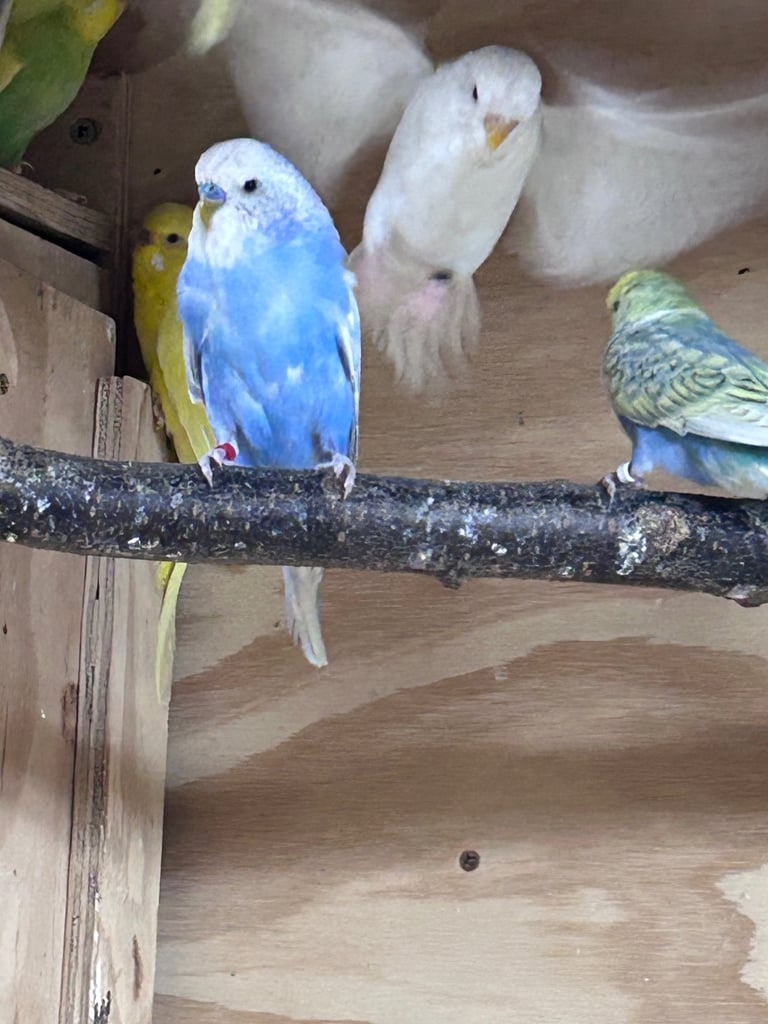 Beautiful baby budgies