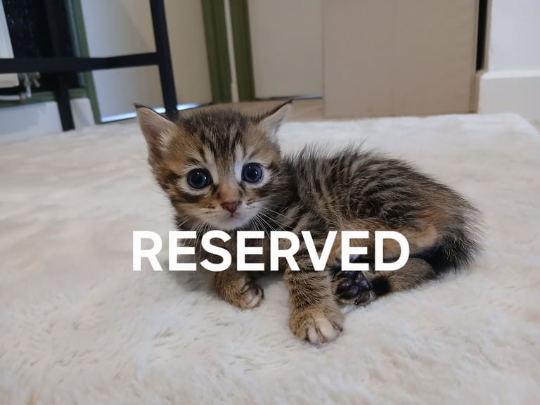  kittens for sale