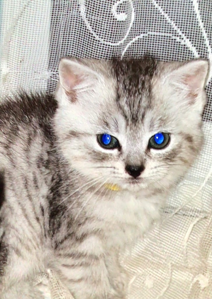 Exquisite Part Ragdoll Silver Tabby and Tabby & White Kittens