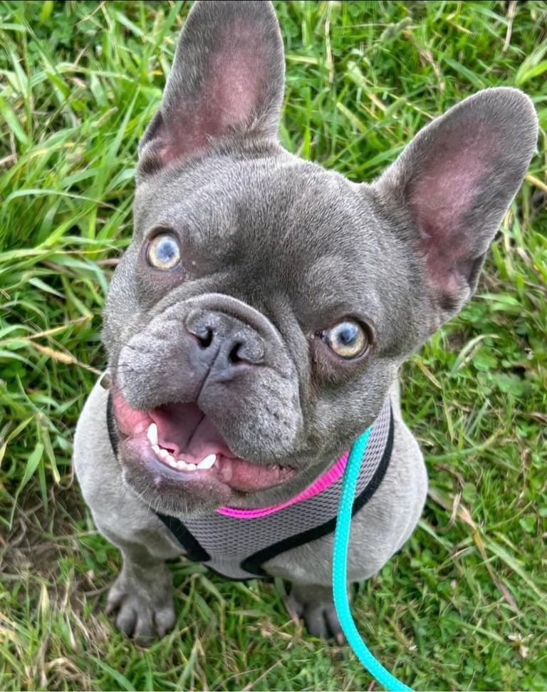 image for 3 years old, lilac french bulldog