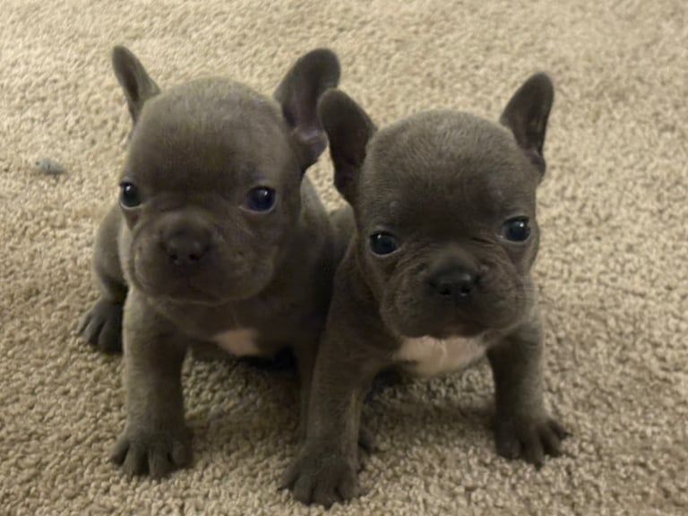 Male & Female French bulldog puppies. 