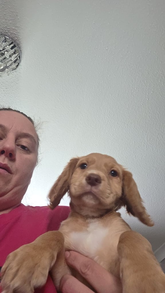 Cocker spaniel puppies 