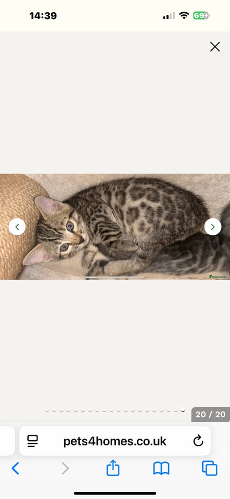 STUNNING BENGAL KITTENS READY NOW 