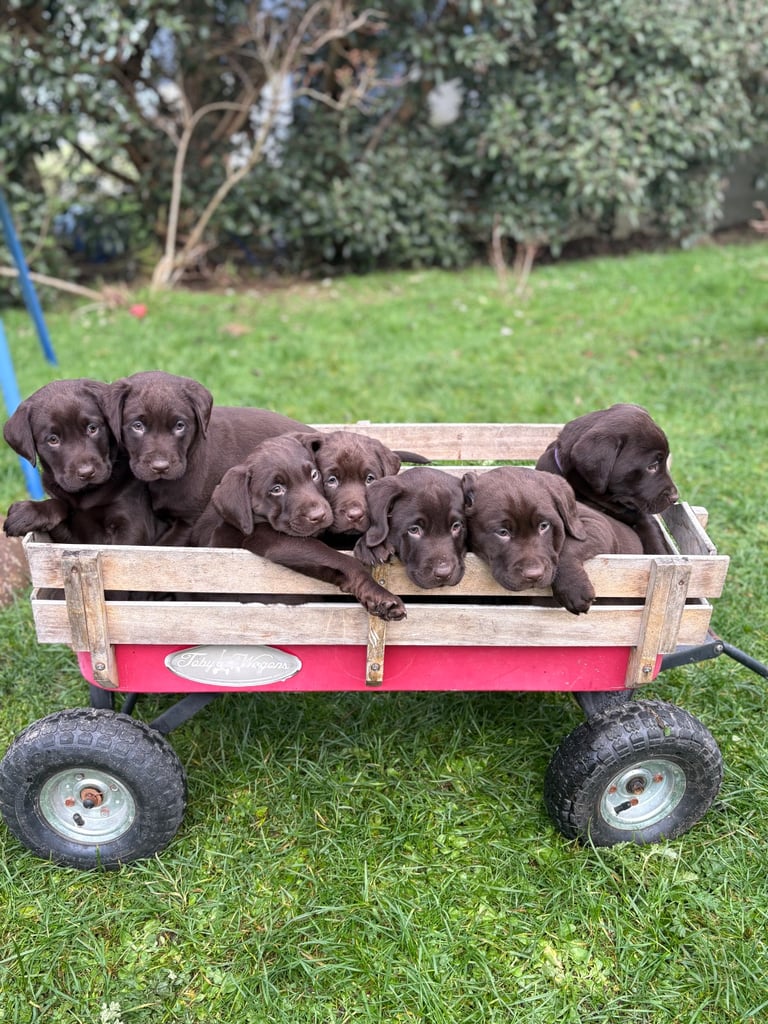 Gorgeous Chocolate Labrador Puppies