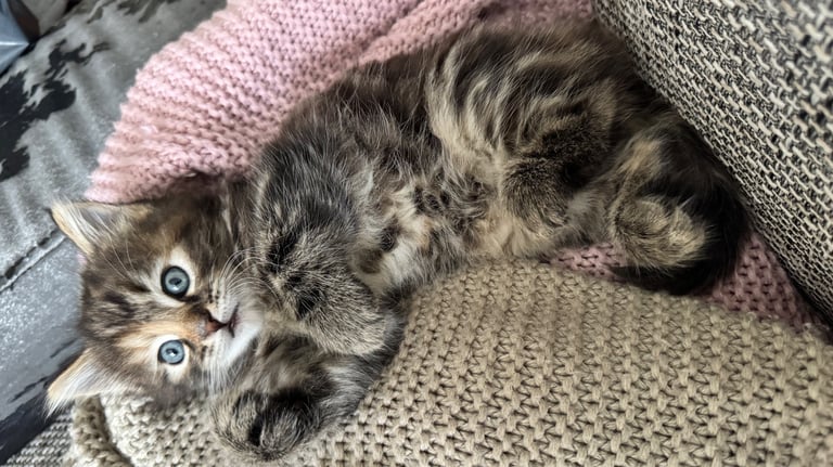 *LAST KITTEN* Girl, Norwegian Forest cross
