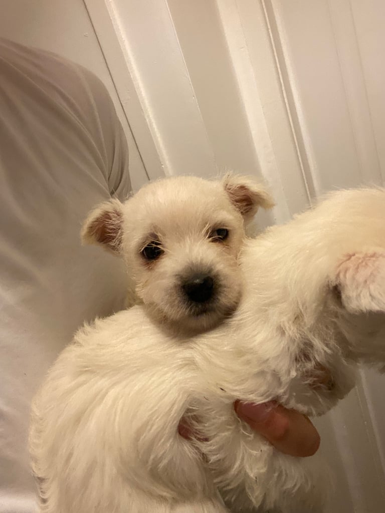 Westie pups