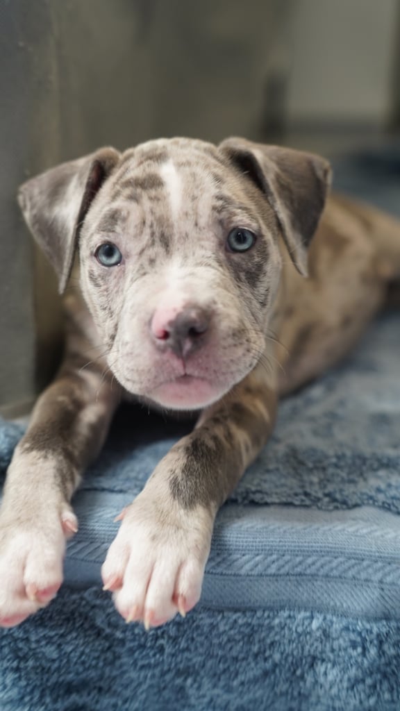 image for Olde Tyme Bulldog Cross Puppies – Ready Now 