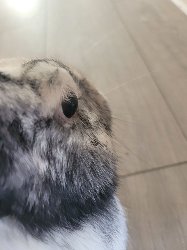 Black and white bunny 