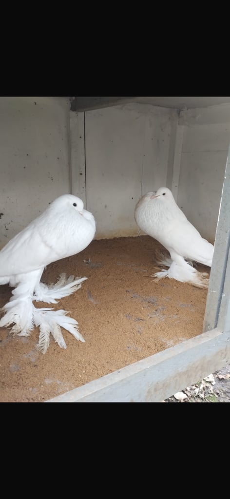 Sale pigeon