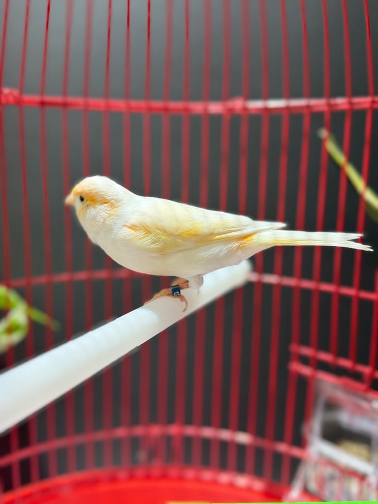 Male dimorphic canary with cage 