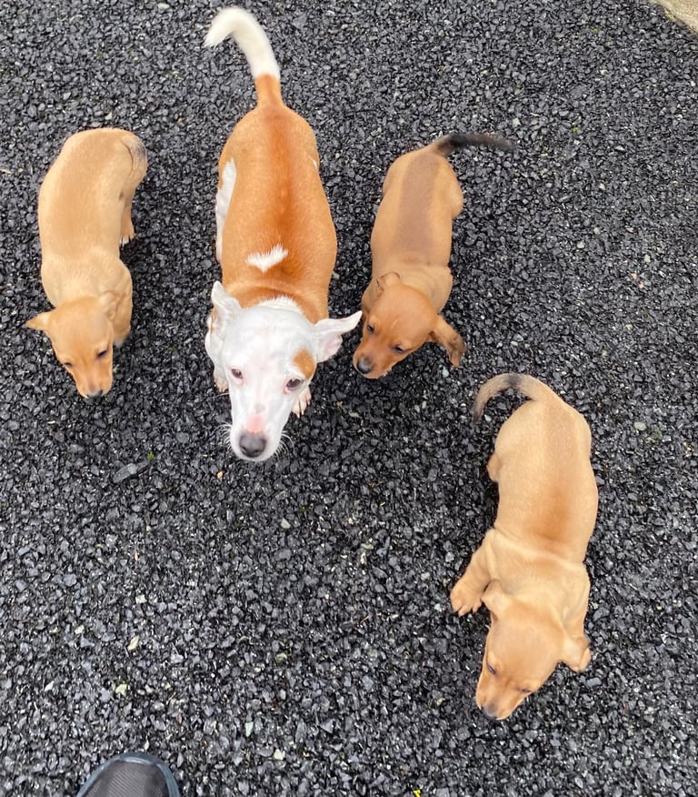 jack russell x daschounds 